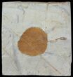 Detailed Fossil Leaf (Zizyphoides) - Montana #68306-1